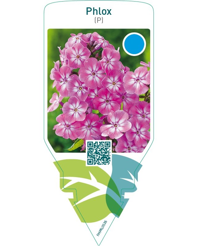 Phlox (P)  pink-white eye