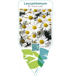 Leucanthemum (S) ‘Snow Lady’