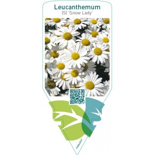 Leucanthemum (S) ‘Snow Lady’
