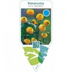 Ranunculus acris ‘Multiplex’