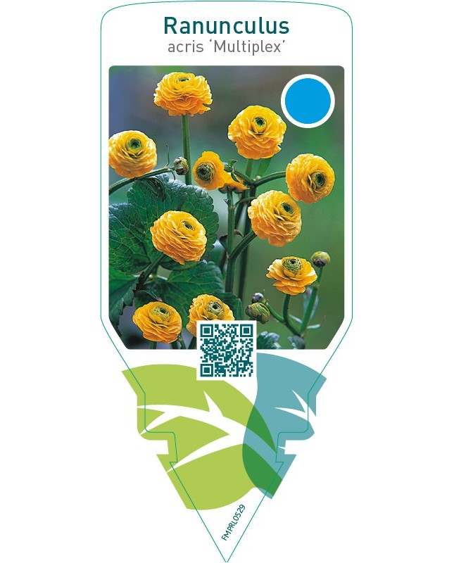 Ranunculus acris ‘Multiplex’