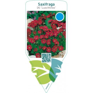 Saxifraga (A) ‘Luschtinez’