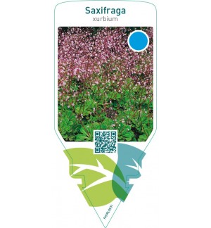 Saxifraga urbium