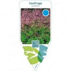 Saxifraga urbium