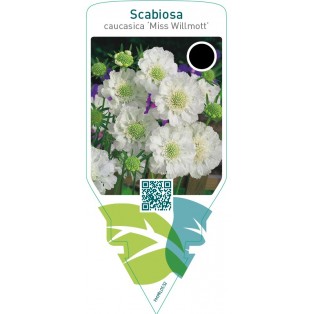 Scabiosa caucasica ‘Miss Willmott’