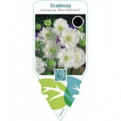 Scabiosa caucasica ‘Miss Willmott’