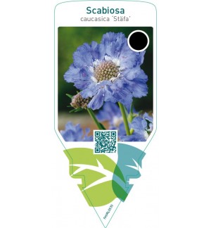 Scabiosa caucasica ‘Stäfa’