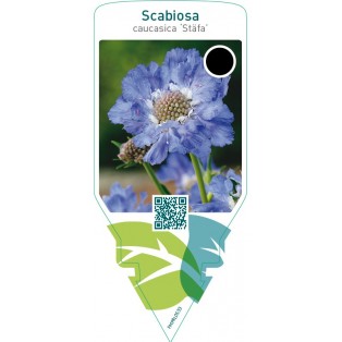 Scabiosa caucasica ‘Stäfa’