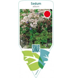 Sedum album