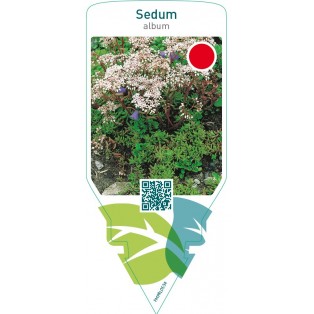 Sedum album