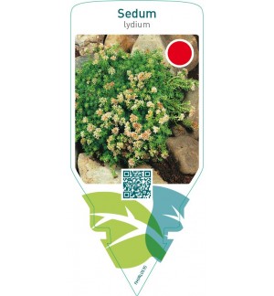 Sedum lydium