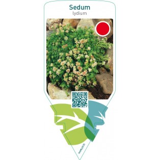 Sedum lydium