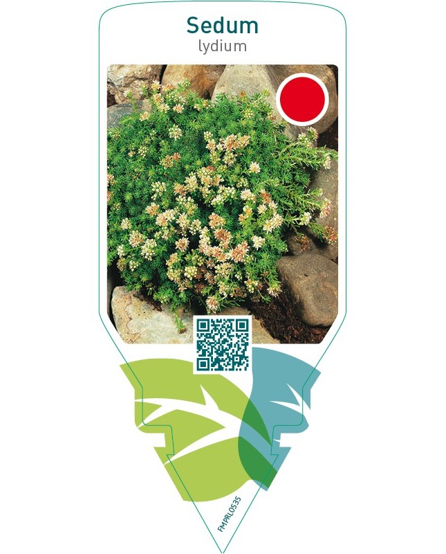 Sedum lydium