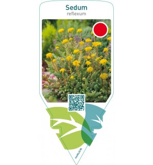 Sedum reflexum