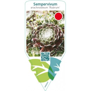 Sempervivum arachnoideum ‘Rubrum’