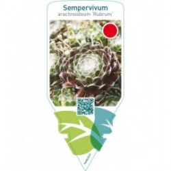 Sempervivum arachnoideum ‘Rubrum’