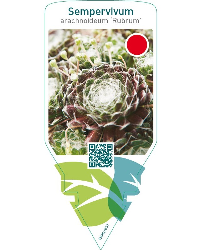 Sempervivum arachnoideum ‘Rubrum’