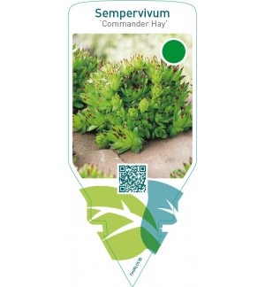 Sempervivum ‘Commander Hay’