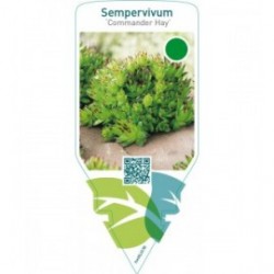 Sempervivum ‘Commander Hay’