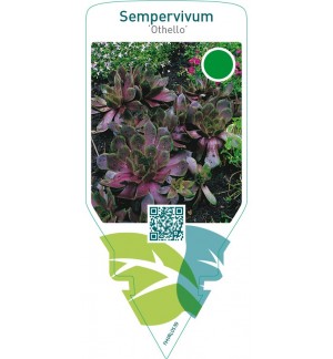 Sempervivum ‘Othello’