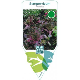 Sempervivum ‘Othello’