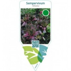 Sempervivum ‘Othello’