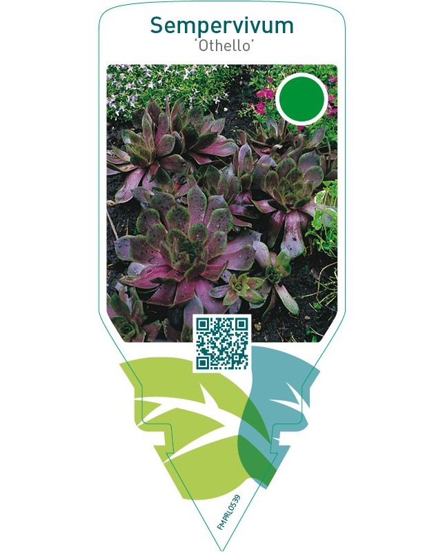 Sempervivum ‘Othello’