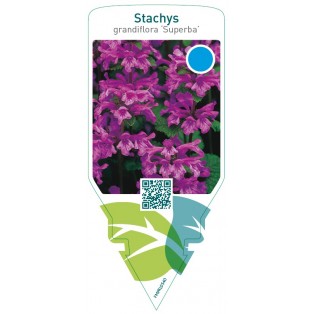 Stachys grandiflora ‘Superba’