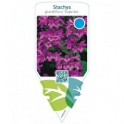 Stachys grandiflora ‘Superba’