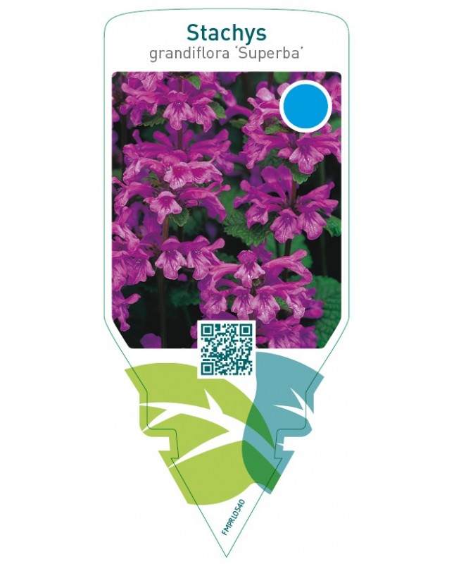 Stachys grandiflora ‘Superba’