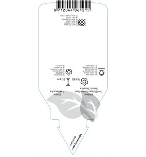 Etichette di Stachys grandiflora ‘Superba’ *