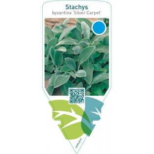 Stachys byzantina ‘Silver Carpet’