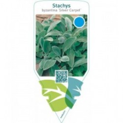 Stachys byzantina ‘Silver Carpet’