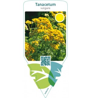 Tanacetum vulgare