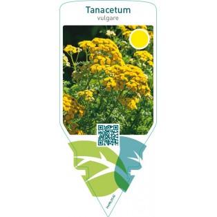 Tanacetum vulgare