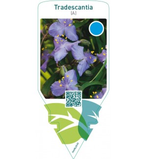 Tradescantia (A)  bright blue