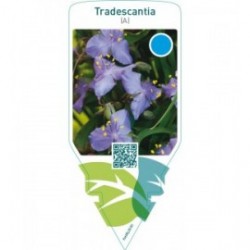 Tradescantia (A)  bright blue