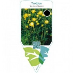 Trollius ‘Lemon Queen’
