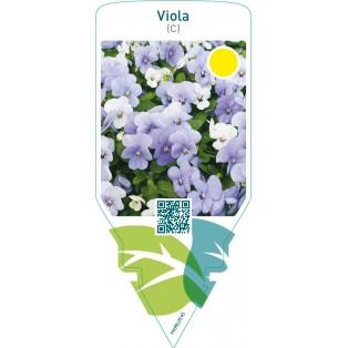Viola (C)  bright blue