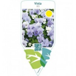 Viola (C)  bright blue