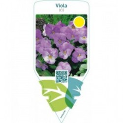 Viola (C)  lilac