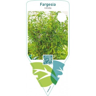 Fargesia nitida