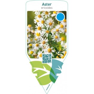 Aster ericoides  white