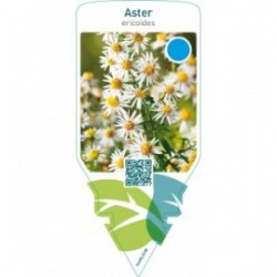 Aster ericoides  white