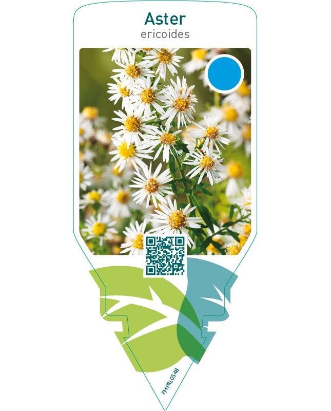 Aster ericoides  white