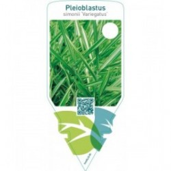 Pleioblastus simonii ‘Variegatus’