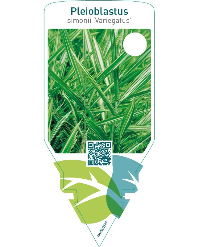 Pleioblastus simonii ‘Variegatus’