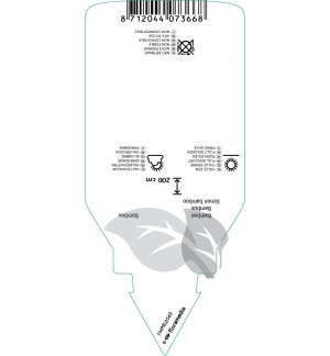 Etichette di Pleioblastus simonii ‘Variegatus’ *