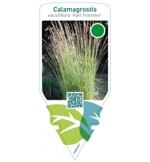 Calamagrostis acutiflora ‘Karl Foerster’