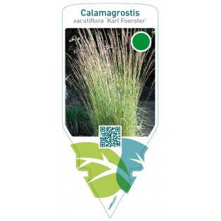 Calamagrostis acutiflora ‘Karl Foerster’